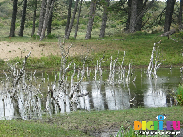 28146 Dead tree trunks sticking out of lake